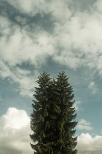 Low angle view of pine tree against sky