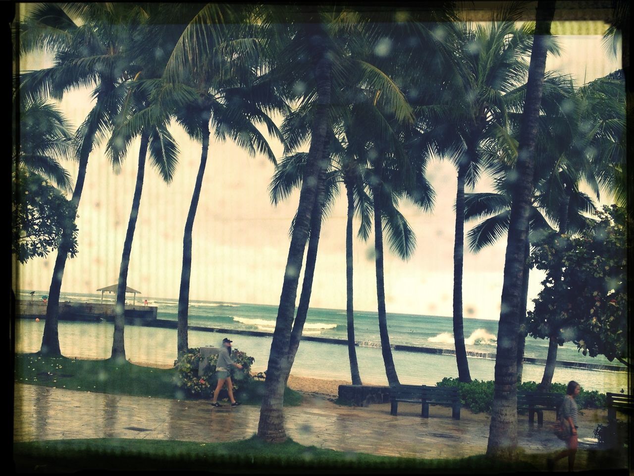 water, sea, tree, horizon over water, beach, tranquil scene, tranquility, scenics, transfer print, palm tree, beauty in nature, nature, leisure activity, lifestyles, men, vacations, shore, tree trunk, sky