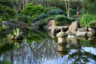 Reflection of trees in water
