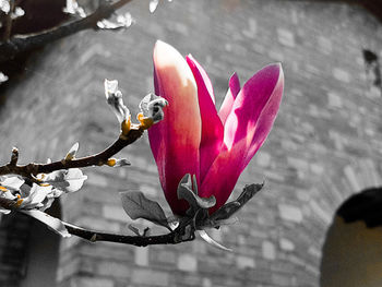 Close-up of pink cherry blossom