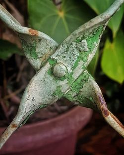 Close-up of a lizard on branch