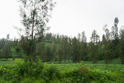 Trees on field against sky