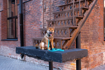 Dog sitting against brick wall