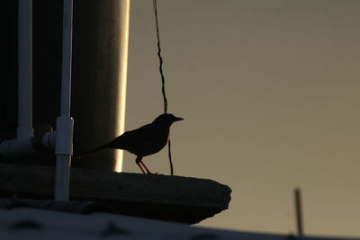 Seagull perching on pole against sky during sunset