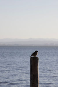 Seagull perching on wooden post in sea against sky