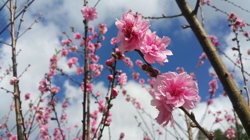 Close-up of pink cherry blossom