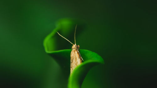 Close-up of insect