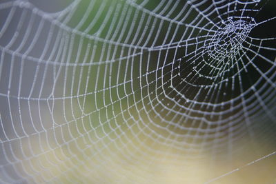 Full frame shot of spider web