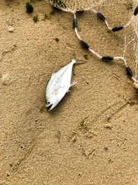 High angle view of fish on beach