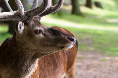 Close-up of deer