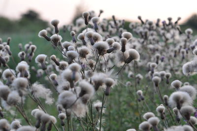 Close-up of fresh field