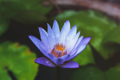 Close-up of purple water lily