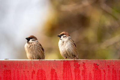 Close-up of bird perching on wood