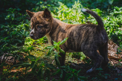 Dog relaxing on grassy field