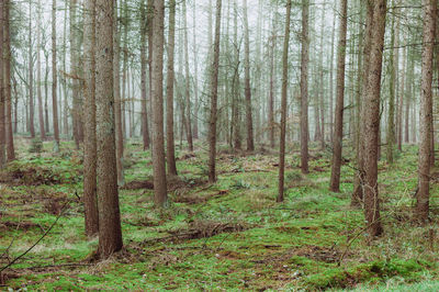 Trees in forest