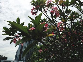 Low angle view of trees against sky