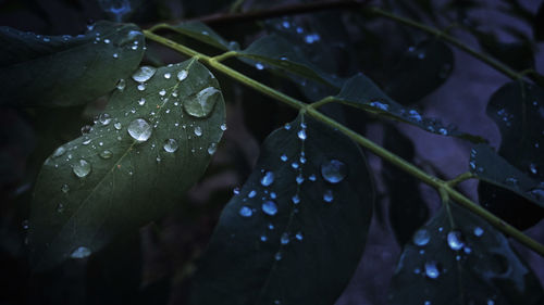 Leaf Drop Water