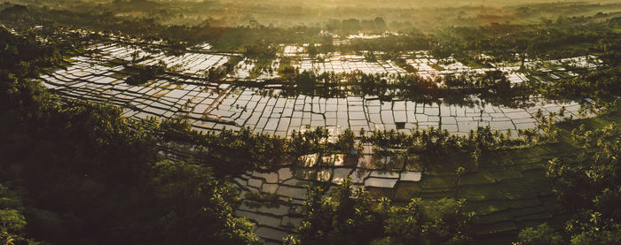 High angle view of trees and rice paddies 