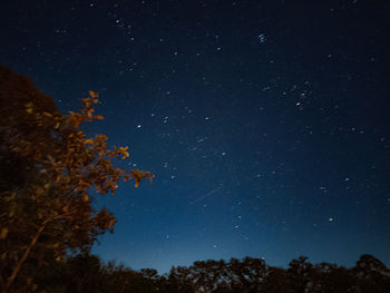 Low angle view of trees against sky at night