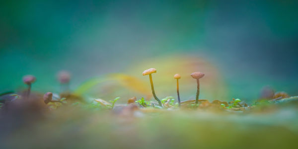 Beautiful, small mushrooms growing on the forest floor during spring. 
