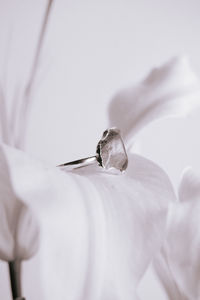 Close-up of wedding rings