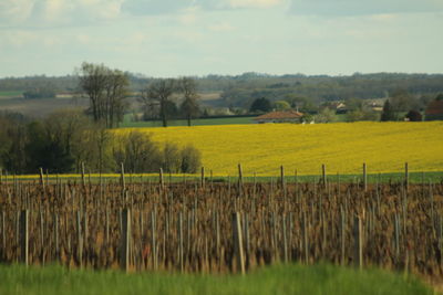 Scenic view of field against sky