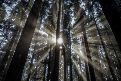 Low angle view of sunlight streaming through trees in forest