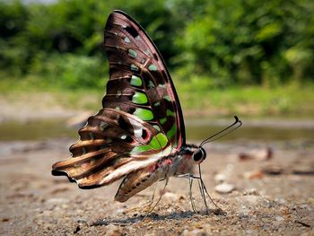 Close-up of butterfly on a land