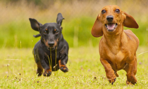 Portrait of dogs on grassy field