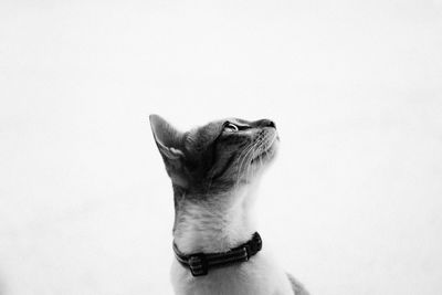 Close-up of cat looking up against white background