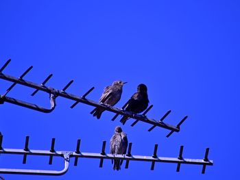 Low angle view of pigeon perching on metal against sky