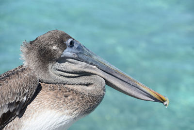 Amazing pelican