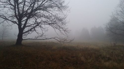 Bare trees on field during foggy weather