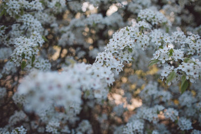 Close-up of cherry blossom