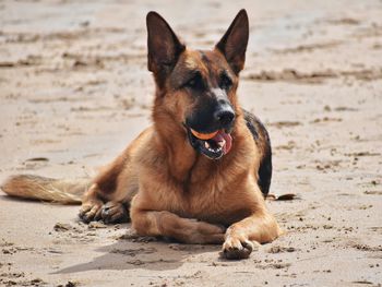 Portrait of dog sitting on sand at beach. german shepherd lying with a ball in his mouth