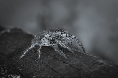 Close-up of spider