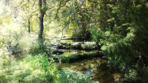 Plants growing by stream in forest