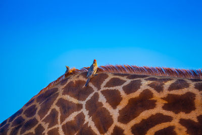 Low angle view of birds perching on giraffe