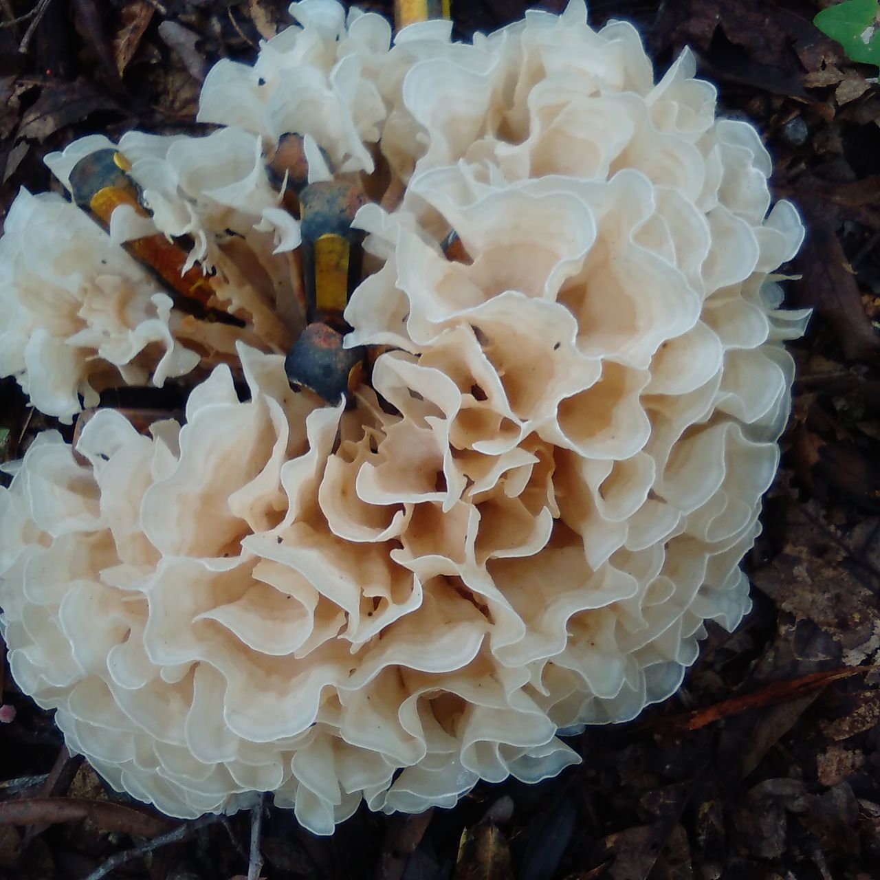 CLOSE-UP OF WHITE MUSHROOMS