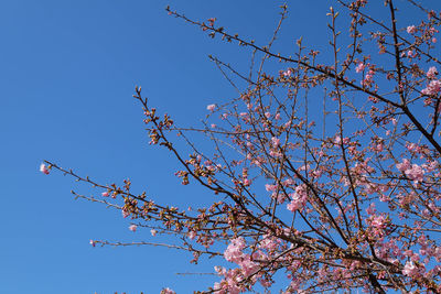 Low angle view of tree against blue sky