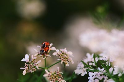 Close-up of ladybugs mating on flower