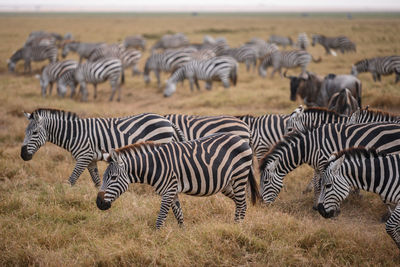 Zebras on a field