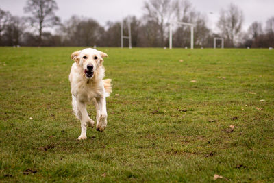 Portrait of dog on grass