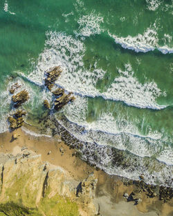 High angle view of turtle in sea