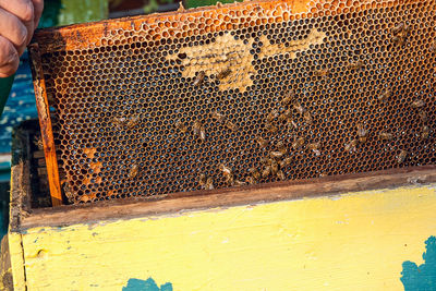 Bees on honeycomb