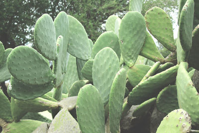 Close-up of succulent plant growing on field