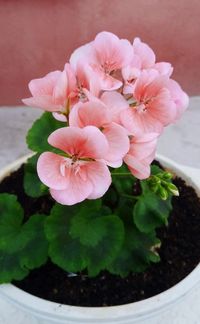 High angle view of pink flowering plant