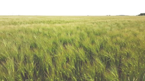 Wheat growing on farm