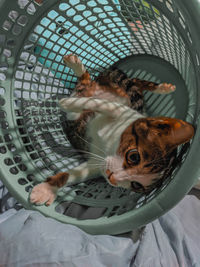 High angle view of a cat in basket