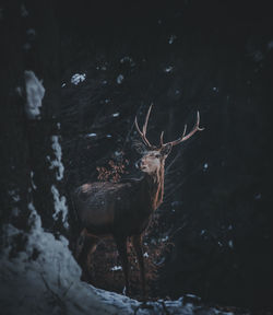 Deer standing on snow covered land